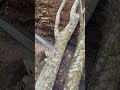 Proses tebang kayu karet, dengan new west 628