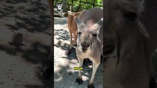 Kangaroos' Epic Jumps!" #kangaroo #wildlife #animals