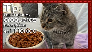 Las mejores croquetas para perro: ¡Descubre cuál es la opción perfecta para tu gatuno!