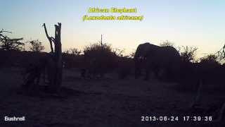 Wildlife in Makgadikgadi Pans National Park, June 2013, Bushnell Trophy Cam 119476C