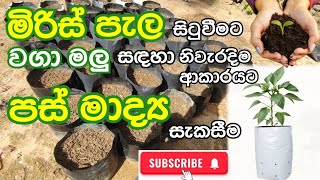 මිරිස් පැල සිටුවීම්ට වගා මලු සඳහා පස් මාද්‍ය සැකසීම | How to make grow bag soil mixture | Miris pot