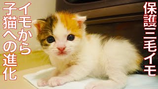 保護三毛イモ、イモから子猫へ進化のとき