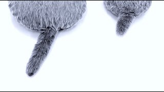 猫のしっぽ 完全ガイド 気持ちの読み方から動きのしくみまで 子猫のへや 猫のしっぽ 完全ガイド 気持ちの読み方から動きのしくみまで 子猫のへや
