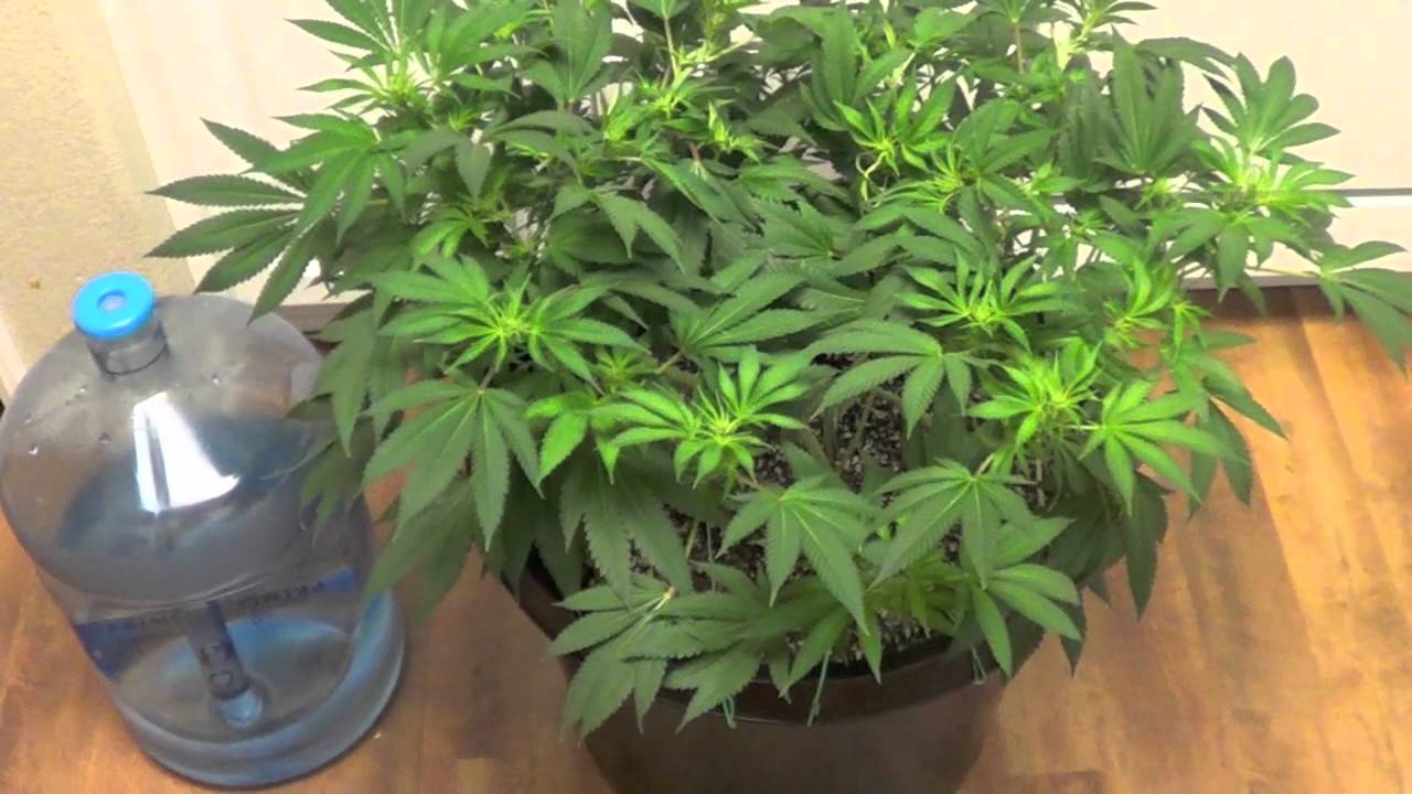 Cannabis "Grow for Broke" Week 2 of flower YouTube Cannabis "Grow for Broke" Week 2 of flower YouTube