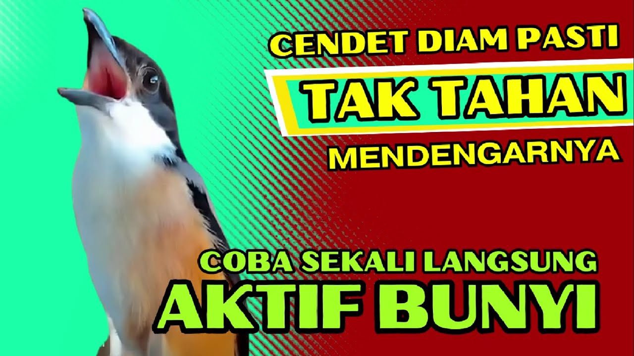 PASTI TAK TAHAN CENDET MENDENGARNYA❗ PANCINGAN CENDET AGAR RAJIN BUNYI❗❗