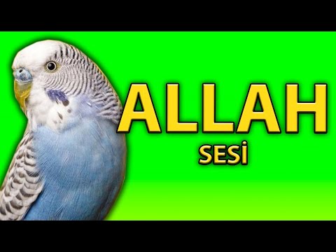 Muhabbet Kuşu Eğitimi ALLAH ( Papağan Konuşturma)