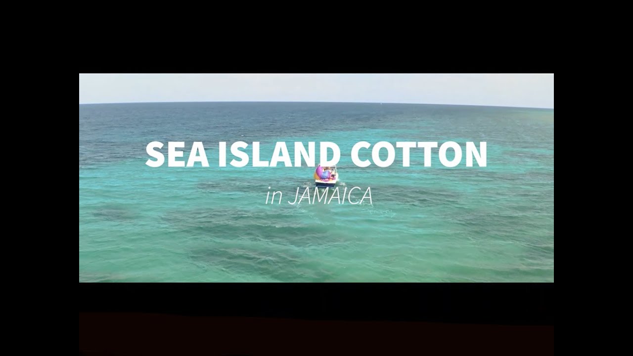 Sea Island Cotton in Jamaica
