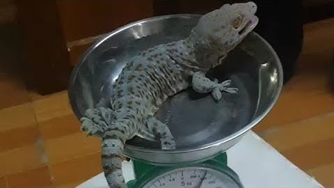 Tắc kè dài 4,3cm nặng 3,8 gram 0984994019