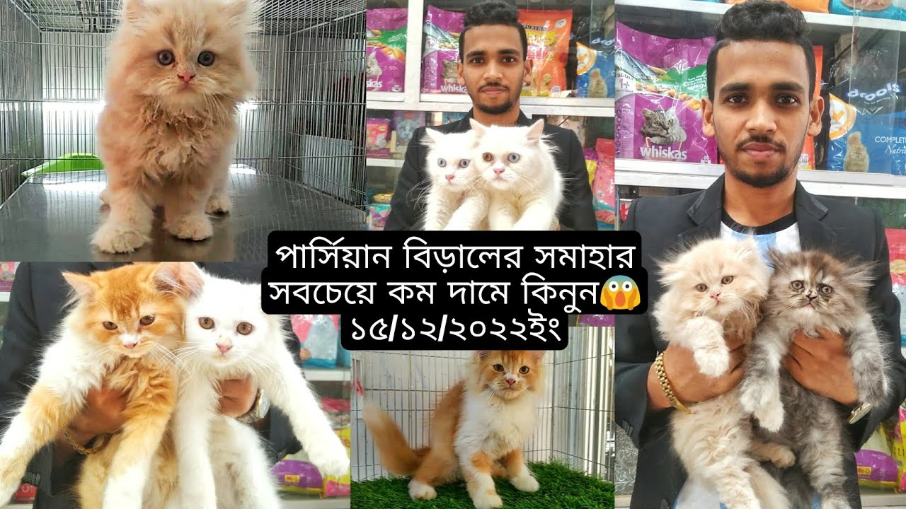 persian-cat-price-male