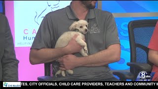 Meet Ella: Available for adoption at Capital Humane Society