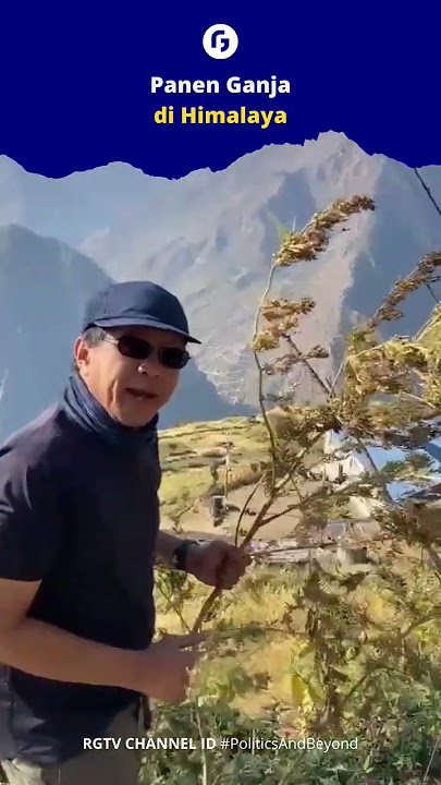 Di pegunungan Himalaya tanaman ganja tumbuh liar dan alami.