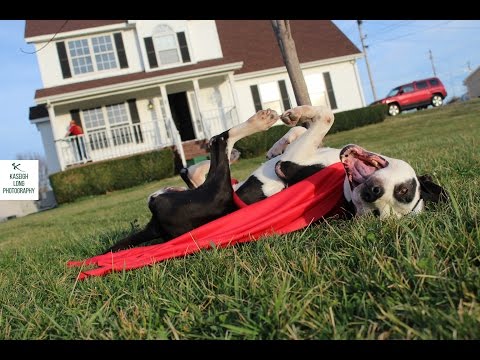 Shelter Video