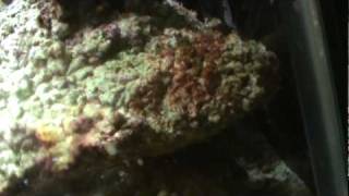 75 gallon saltwater aquarium for sale on ebay by swan1528 Complete 75 gallon saltwater aquarium, fish, coral, other livestock, and many extras, everything