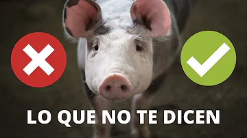 ¿Por qué los budistas no pueden comer cerdo?