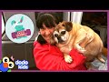 All Better Bertha — This Dog Is Too Big, She Needs Our Help Getting Healthy | All Better | Dodo Kids