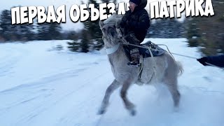 Первая объездка моего охотничьего коня