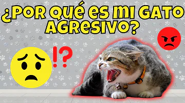 ¿Mi gato está jugando o es agresivo conmigo?