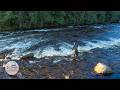 FINLAND – Fly Fishing the Legendary Baitfish Migration for Trophy Brown Trout by Todd Moen