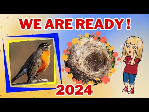 Видео: Improvement of the Robins' nest.🪹Благоустрій гнізда родини Робінів (малиновка).