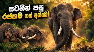 කාවන්තිස්සගෙන් පසු රජකම් කරන අග්බෝ🐘 King agbo tusker 👑 #agbo #viralvideo 