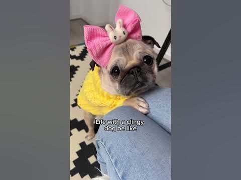 Life with a clingy dog be like… 😅😂💕 #dog #shorts #funny #pug - YouTube