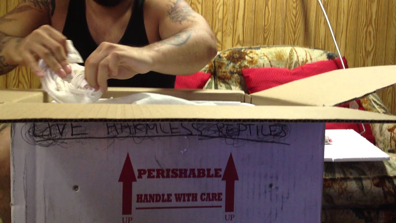 Unloxing a Superdwarf het Amel Retic - YouTube