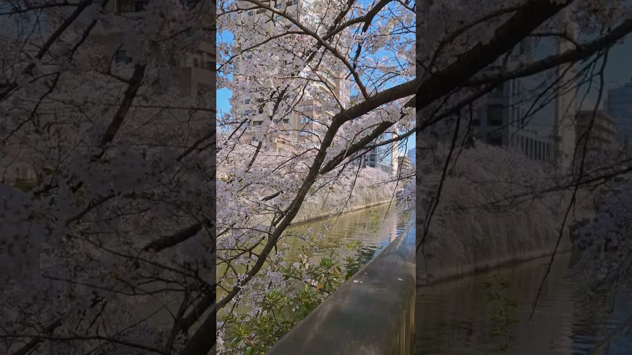 Meguro River during Sakura season, one of the most stunning places in Tokyo at this time of year 💕