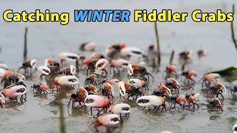 How To Catch Fiddler Crabs In The Winter (Even When Bait Shops Can