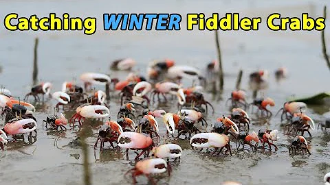 How To Catch Fiddler Crabs In The Winter (Even When Bait Shops Can't Find Them)