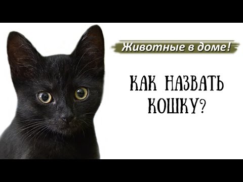 Имена, клички для кошек.