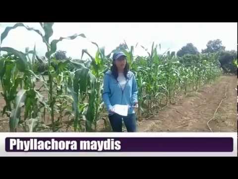 Video: ¿Qué es la mancha marrón del maíz? Aprenda sobre el control de la mancha marrón de Physoderma