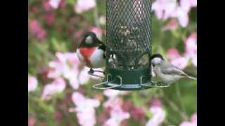 Squirrel Buster Mini