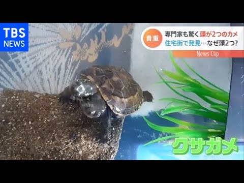 頭 2つ 亀 Mp3
