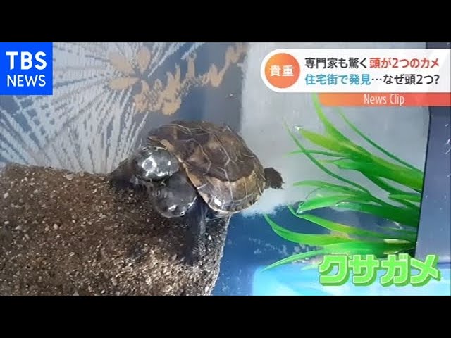 住宅街に“2つ頭があるカメ”なぜ！？【Nスタ】 - YouTube