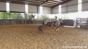 Stylish Masin - working cows - Valley View Ranch