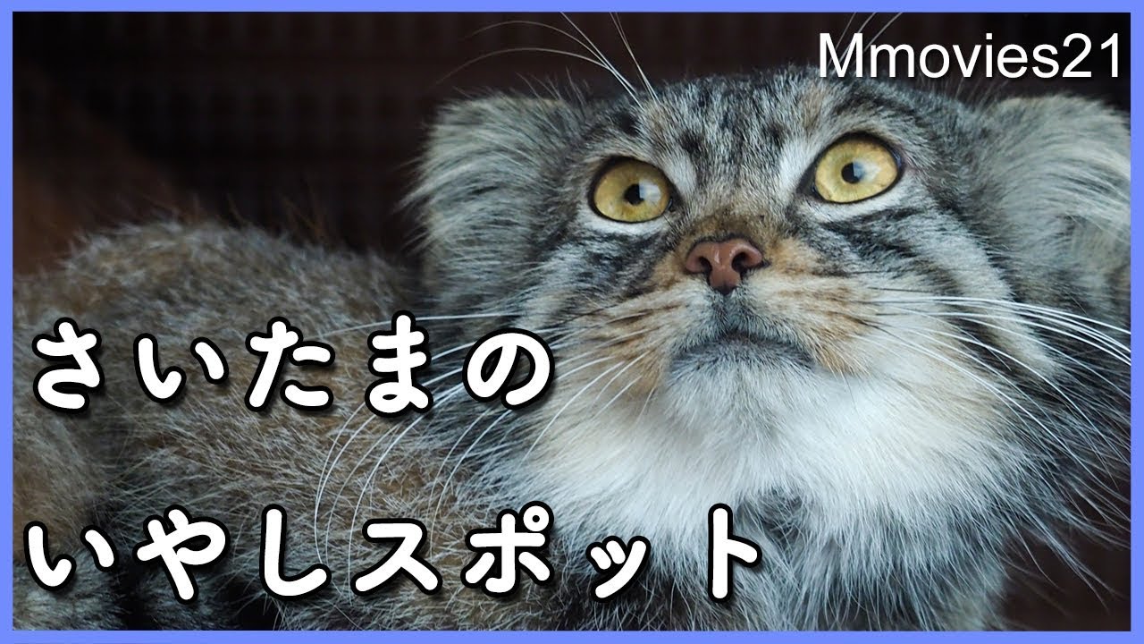 桜満開の埼玉県こども動物自然公園へ　Saitama Childrenu0027s Zoo