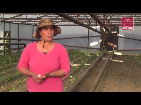 ატოცში ყვავილების სათბური წითელი ჯვრის დახმარებით გააკეთეს