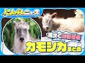 【カモシカまとめ】“特別天然記念物”ニホンカモシカによる農作物被害に悩む町/名古屋の住宅街に「ニホンカモシカ」　住民も驚き…