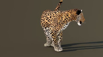 Leopard Stand Up Turn Around 3D Animation | @PROmax3D