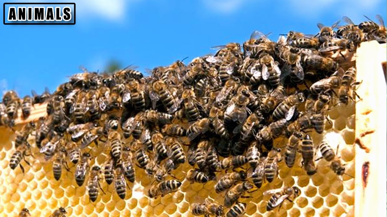 Proses Pemindahan Sarang Lebah (Tawon) Liar Ke Wadah Baru