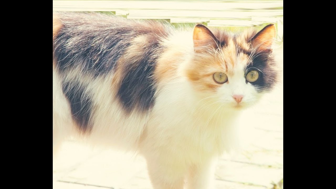 Бывают ли трехцветные кошки. Трехшерстная кошка. Сиамская кошка трехцветная. Трёхшёрстная кошка черепаховая. Сибирская кошка трехцветная.