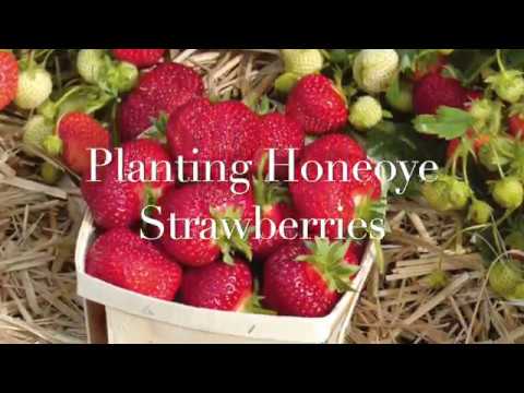 Planting Honeoye Strawberries - Ruth Stout Philosophy - Organic Gardening