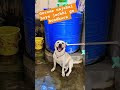 Golur khoob gorom legeche ekhoni #labrador #petshub #dog #shortsviral #pets