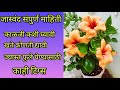 Hibiscus plant   how to grow and care hibiscus plantsp gardening marathi