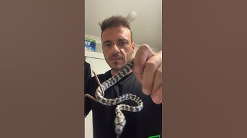 Axanthic jungle clutch #gopro #australia #animals #snake #merch