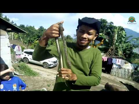 Release anak ular piton