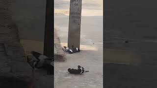 Birds fight | two groups of mynah birds fighting with each other #shorts
