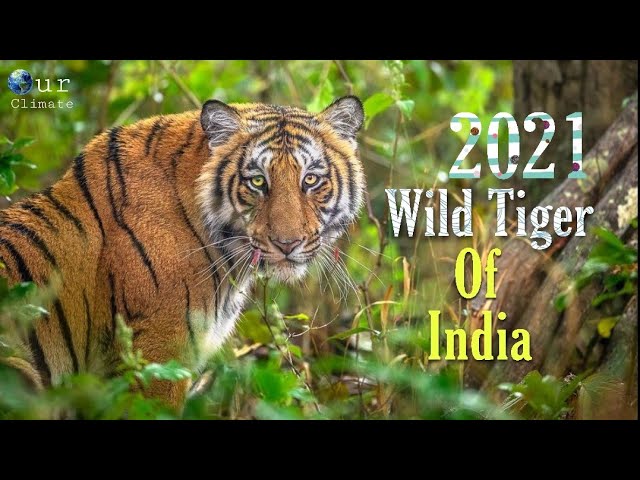[Tiger Pride 2021] Wild Tiger Of India New Documentary 2021 - Our Climate . class=