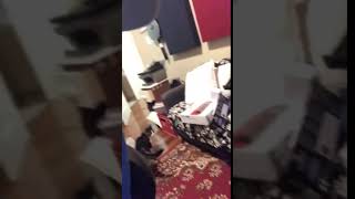 Kitten Slips While Climbing Panel on Wall and Falls on Floor - 1110520