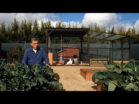 Comienzan las Cosechas del Huerto de Invierno!! Brócolis, Repollos, Romanescos, . . .